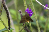 Butterfly  5397.jpg