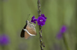 Butterfly  5410.jpg
