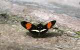Butterfly  5465.jpg