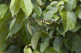 Butterfly  6216.jpg