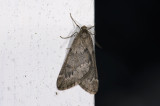 2269   Alsophila aescularia  2915.jpg