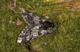 2225   Biston strataria  2981.jpg