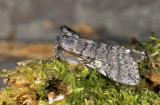 2164   Achlya flavicornis  2984.jpg