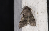 2164  Achlya flavicornis   2962.jpg