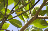 Common Tody-flycatcher  6596.jpg