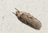 0562  Agonopterix ocellana   3065.jpg