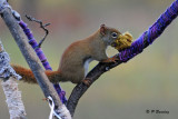 Red Squirrel