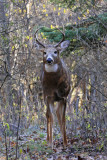 White-tailed Deer