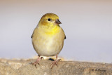 American Goldfinch