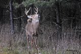 White-tailed Deer