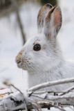 Snowshoe Hare