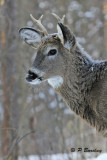 White-tailed Deer