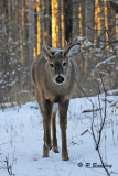 White-tailed Deer