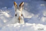 Snowshoe Hare