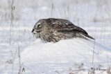 Great Gray Owl