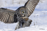 Great Gray Owl