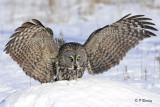 Great Gray Owl