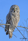 Great Gray Owl