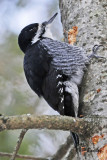 Black-backed Woodpecker:  SERIES