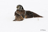 Northern Hawk Owl