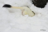 Long-tailed Weasel