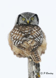 Northern Hawk Owl