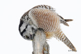Northern Hawk Owl:  SERIES