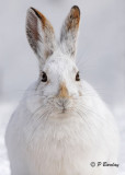 Snowshoe Hare