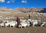 Tethering goats for milking