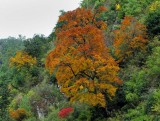 Autumn colour