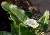 Calla Lily