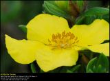 Shrubby Cinquefoil (Buskpotentil / Potentilla fruticosa)