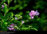 Rose-of-Sharon (Syrisk Rose / Hibiscus syriacus)