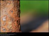 Rusty Anchor