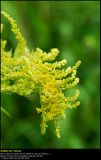 Canadian Goldenrod (Kanadisk Gyldenris / Solidago canadensis)