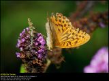 Silver-washed Fritillary (Kejserkåbe / Argynnis paphia)