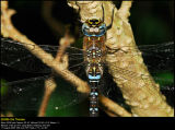Migrant Hawker (Efterårs-mosaikguldsmed / Aeshna mixta)
