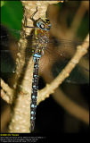 Migrant Hawker (Efterårs-mosaikguldsmed / Aeshna mixta)
