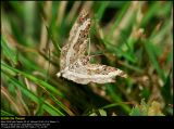 Common Carpet (Alm. Bladmåler / Epirrhoe alternata)
