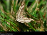 Common Carpet (Alm. Bladmler / Epirrhoe alternata)