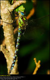 Southern Hawker (Bl mosaikguldsmed / Aeshna cyanea)