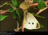 Small White (Lille Klsommerfugl / Pieris rapae)