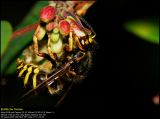 Median Wasp (Mellemstor Gedehams / Dolichovespula media)