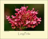 Red Valerian (Sporebaldrian / Centranthus ruber)