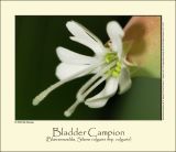 Bladder Campion (Blæresmælde, Silene vulgaris ssp. vulgaris)