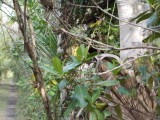 Theres a trail marker in there.