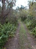 Nice wide trail...