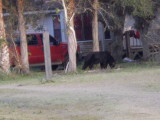 Tis a large bear...
