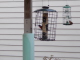 Painted bunting