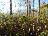 This is also a swamp